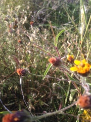 Simsia lagasceiformis