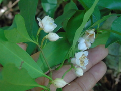 Ternstroemia