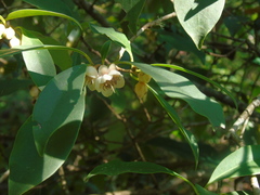 Ternstroemia