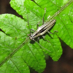 Navomorpha sulcata