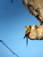 Polytelis anthopeplus