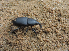 Cactophagus spinolae validus