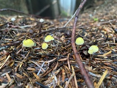 Mycena oregonensis