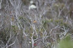 Stipiturus malachurus