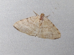 Taeniogramma octolineata