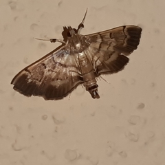 Salbia cassidalis