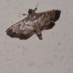 Salbia cassidalis