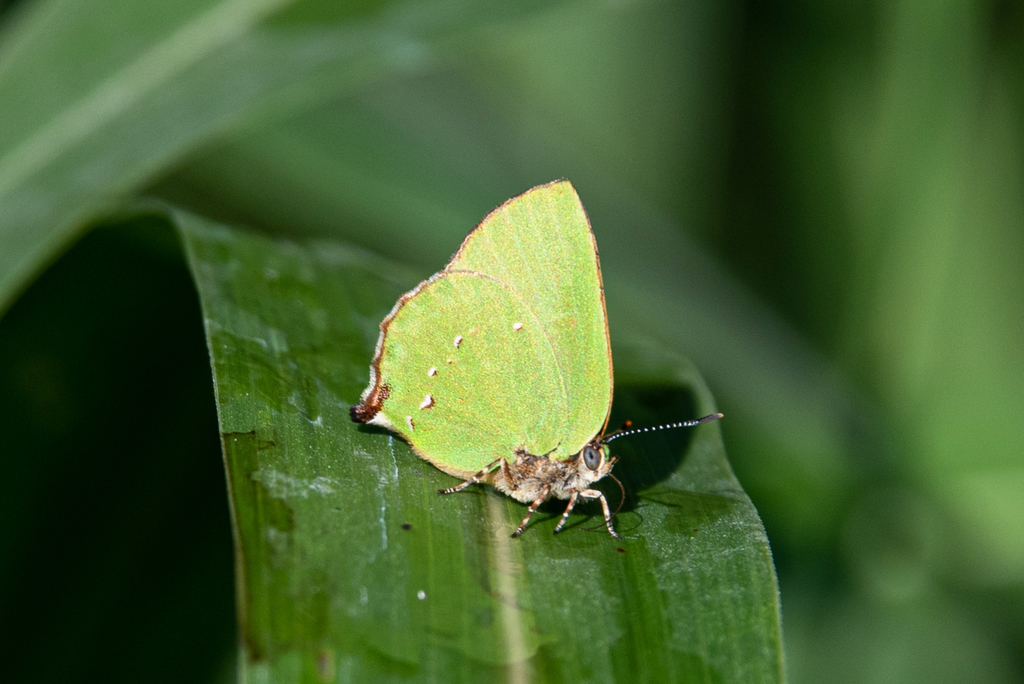 Goodson's Greenstreak