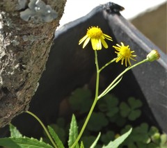 Senecio polyanthemoides