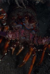 Panulirus homarus