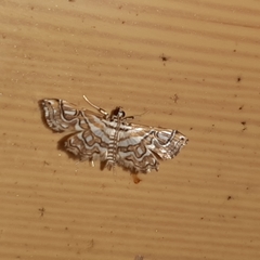 Undulambia polystichalis