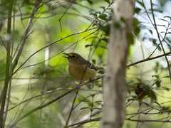 Vireo crassirostris