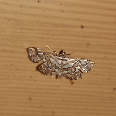 Undulambia polystichalis