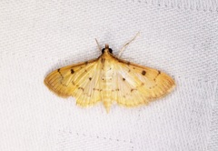 Herpetogramma basalis