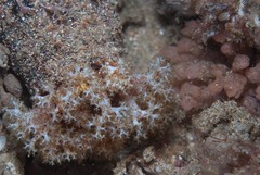 Holothuria cinerascens