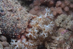 Holothuria cinerascens