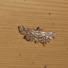 Undulambia polystichalis