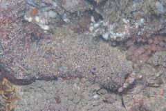Holothuria cinerascens