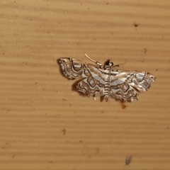 Undulambia polystichalis