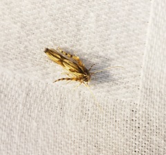 Stathmopoda stimulata