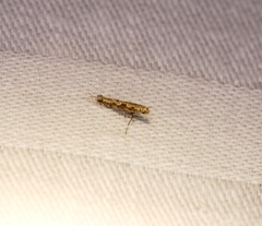 Stomphastis polygoni