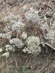 Eriogonum microtheca simpsonii