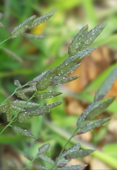 Eragrostis pectinacea