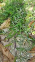Eragrostis pectinacea