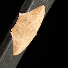 Prochoerodes tetragonata