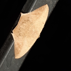 Prochoerodes tetragonata