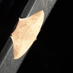 Prochoerodes tetragonata