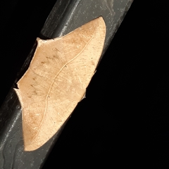 Prochoerodes tetragonata