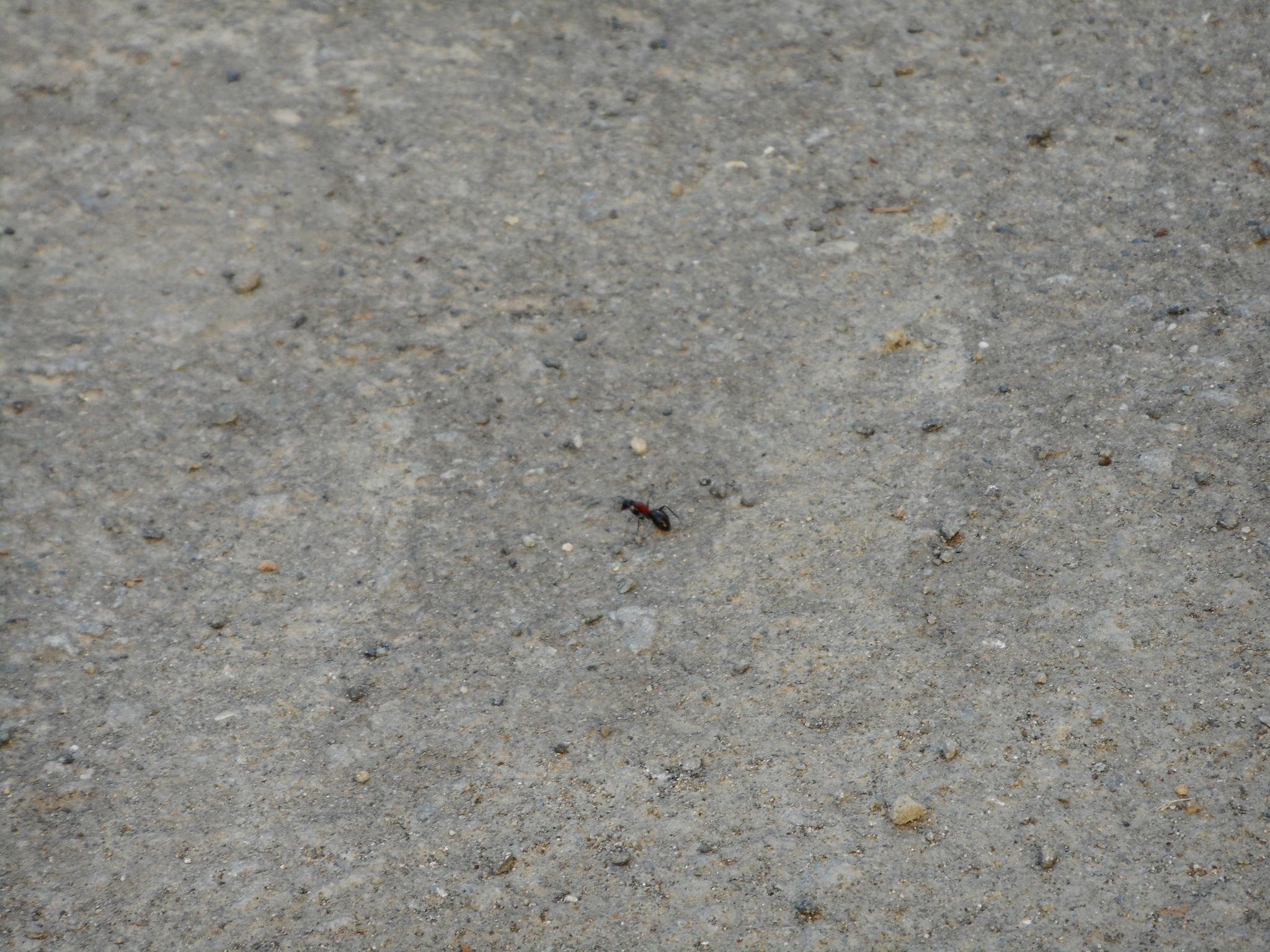Camponotus obscuripes
