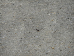 Camponotus obscuripes