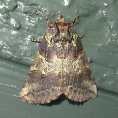 Ceranemota improvisa