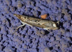 Mesolia huachucaella