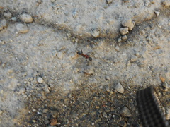 Camponotus obscuripes