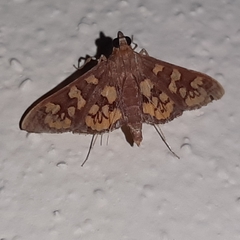 Prenesta fenestrinalis