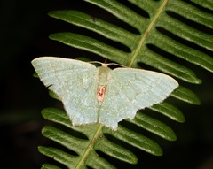 Hemithea marina