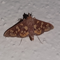 Prenesta fenestrinalis