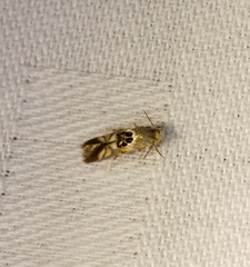 Hieromantis arcuata