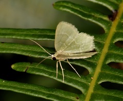 Idiochlora minuscula