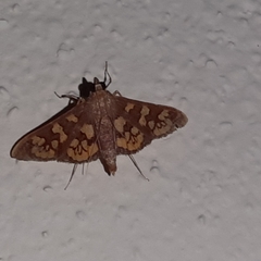 Prenesta fenestrinalis