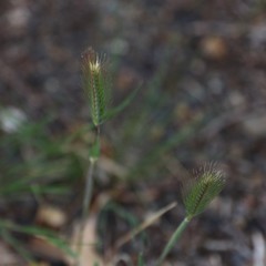 Hordeum murinum glaucum