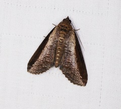 Lophoptera squammigera