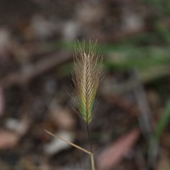 Hordeum murinum glaucum