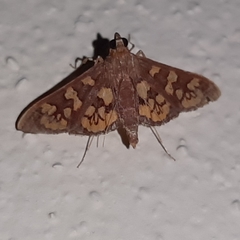 Prenesta fenestrinalis