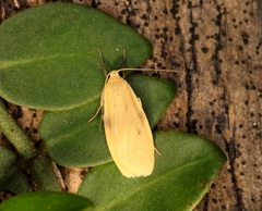 Paralithosia shaowuica