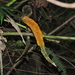 Anthurium nervatum