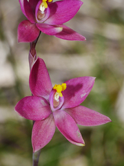Thelymitra × macmillanii